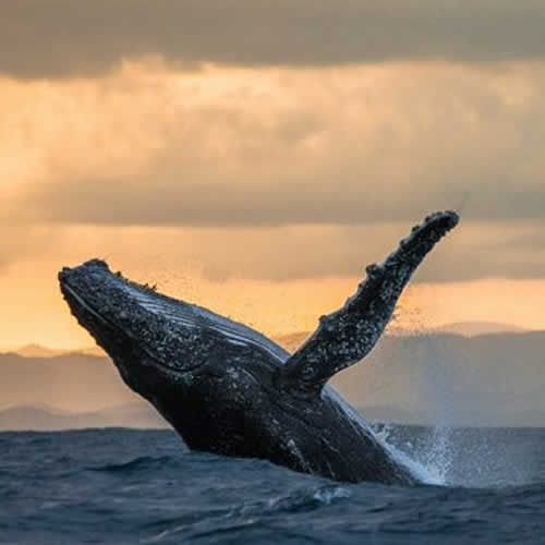 Vallarta By Boat Tours En Puerto Vallarta Avistamiento de Ballenas